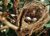 tilt shift photo of two white bird eggs on a nest